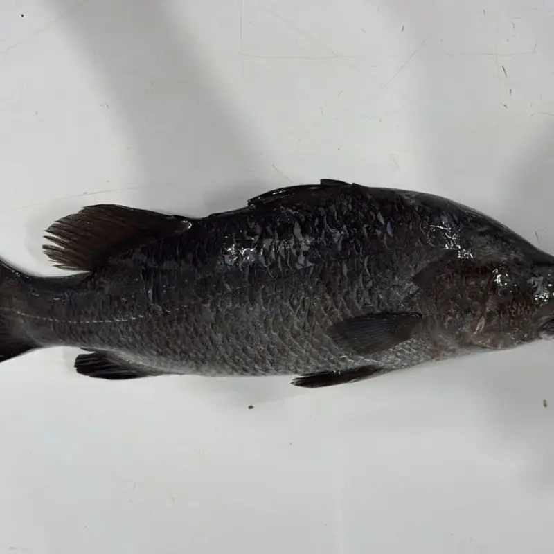 سيباس (قاروص محلي) | Seabass