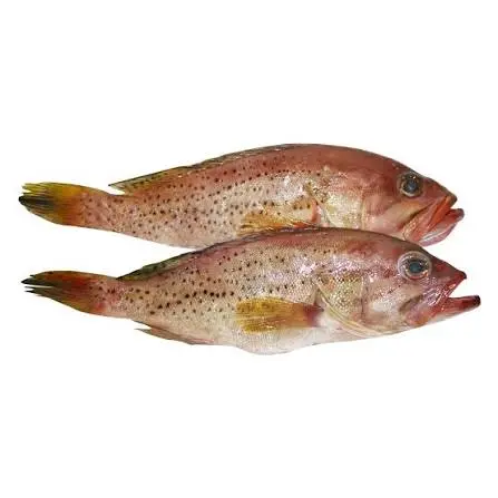 هامور | Grouper