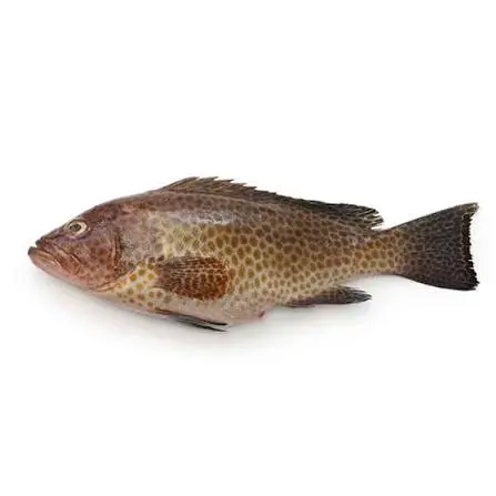 هامور بالون | Original grouper