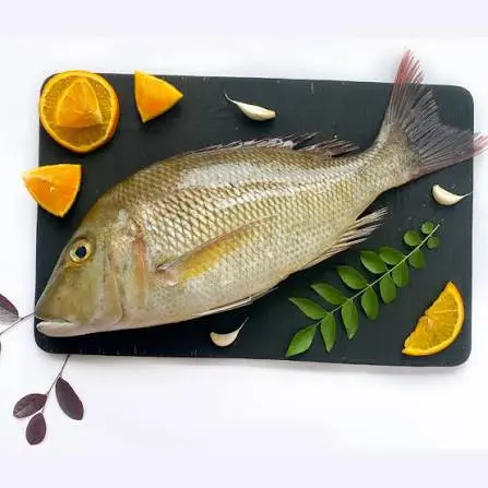 شعور كورسيدا | Emperor Fish