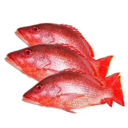 حمرا | Red Snapper