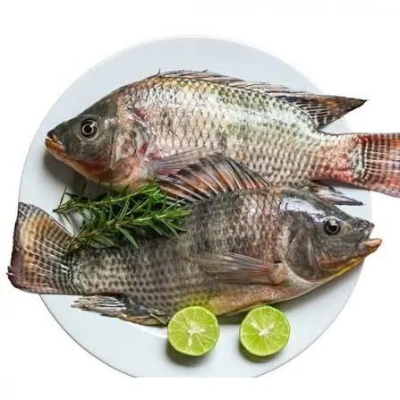 بلطي | Tilapia