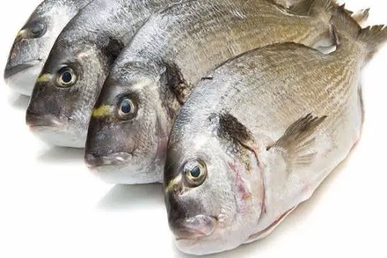 دنيس | Seabream