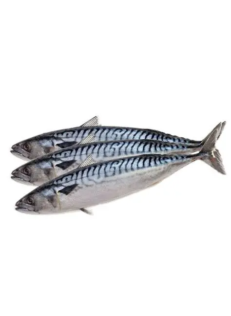 ماكريل | Mackerel