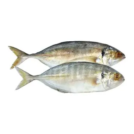 حمام عربي | Golden Pompano
