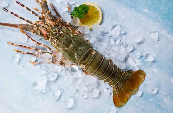 استاكوزا | Lobster