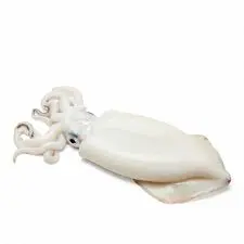 سبيط - حبار | Squid