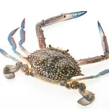كابوريا - قباقب | Crab